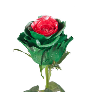 Marshmallow Green & Red Metallic Painted Roses