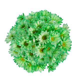 Green Tinted Pompom Daisies