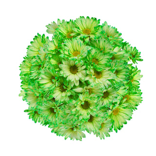 Lime Green Tinted Pompom Daisies