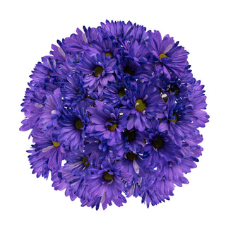 Purple Tinted Pompom Daisy Mums
