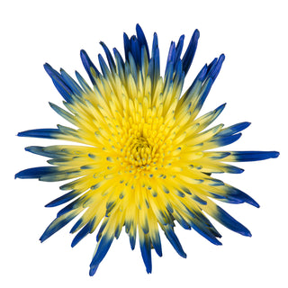 Blue & Yellow Painted Bi-Colored Anastasia Spider Mums