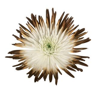 Brown & White Painted Bi-Colored Anastasia Spider Mums