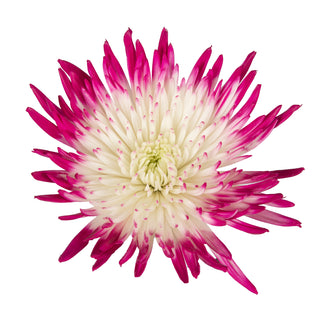 Hot Pink & White Painted Bi-Colored Anastasia Spider Mums