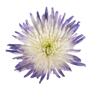 Lilac & White Painted Bi-Colored Anastasia Spider Mums
