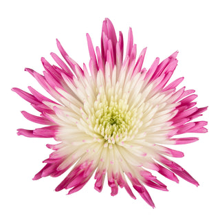 Pink & White Painted Bi-Colored Anastasia Spider Mums