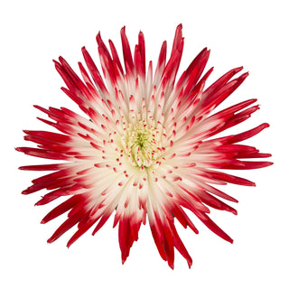 Red & White Painted Bi-Colored Anastasia Spider Mums