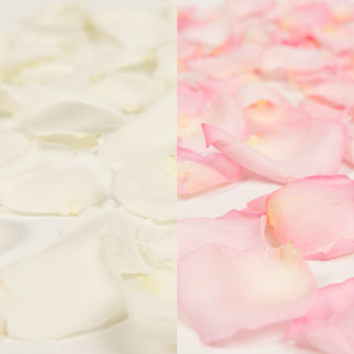 White and Pink Rose Petals