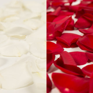 Red and White Rose Petals