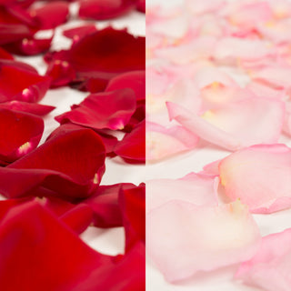 Red and Pink Rose Petals