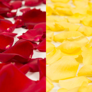Red and Yellow Rose Petals