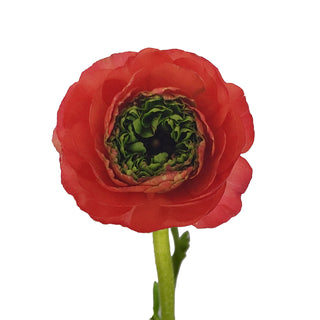 Green Center, Red & Coral Ranunculus