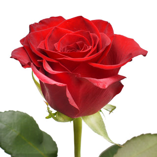 24 Farm Fresh Red Roses Gift