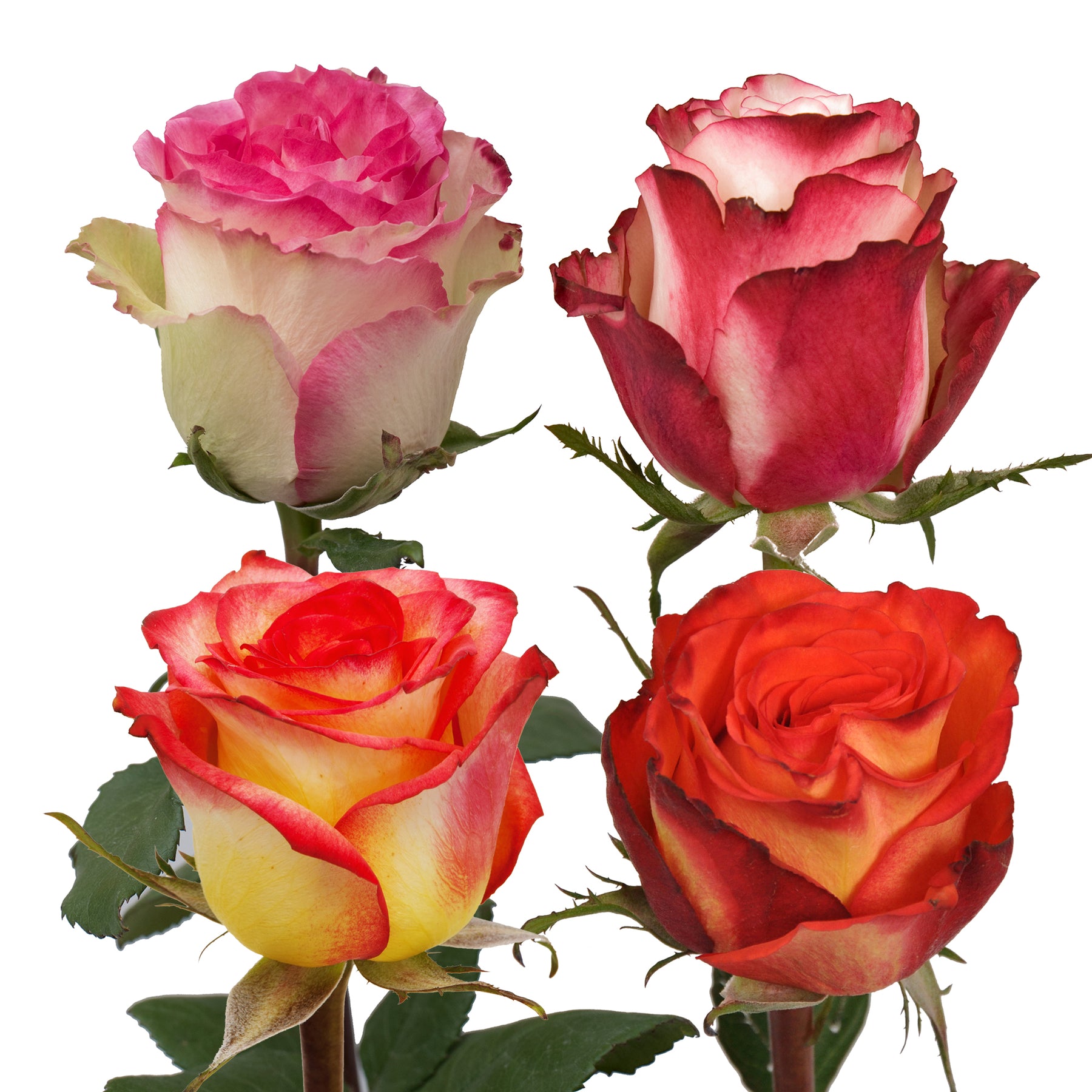 Bloomingmore Fresh Bulk Roses