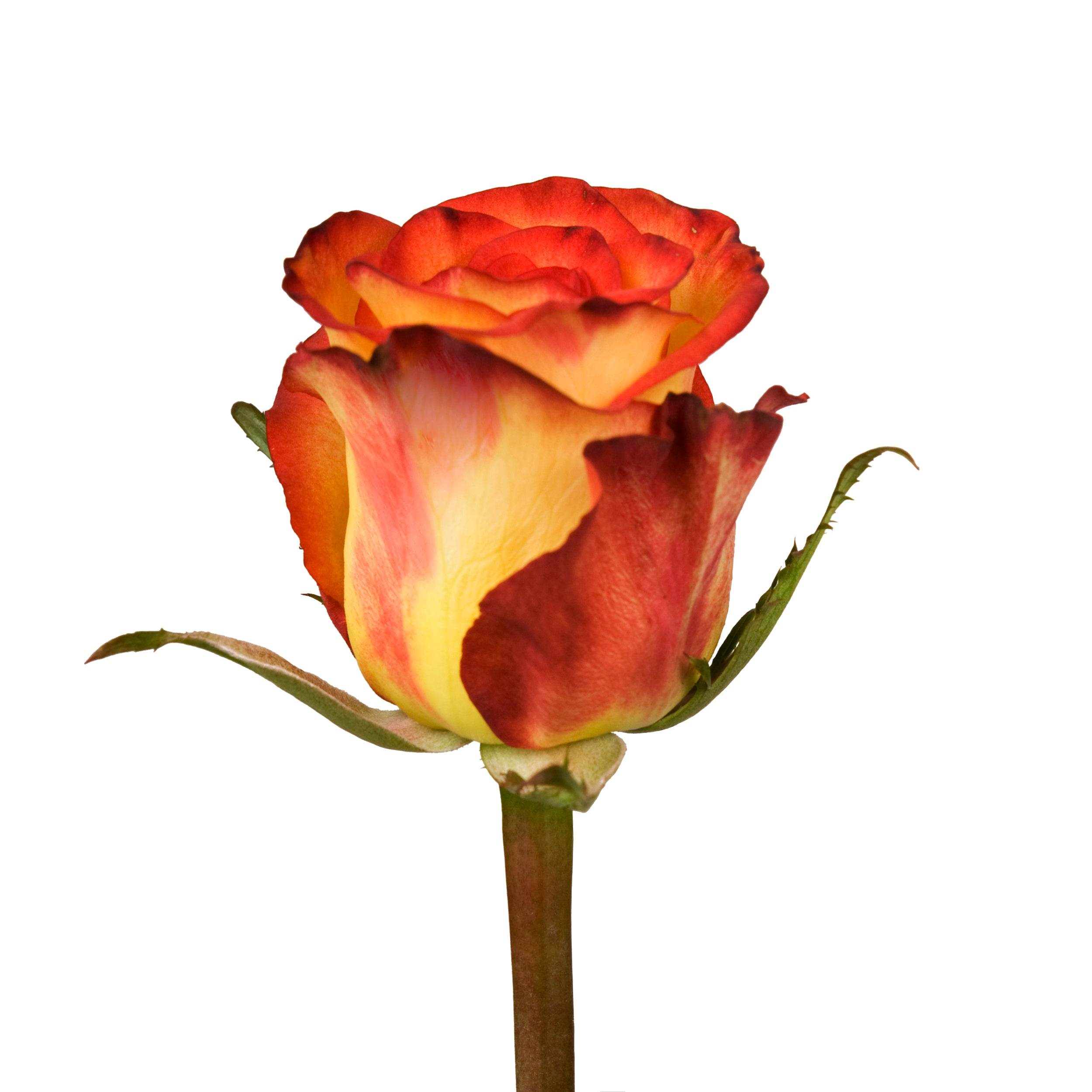 Buy Wholesale Wholesale Bulk Roses 75 stems Your Colors in Bulk - F