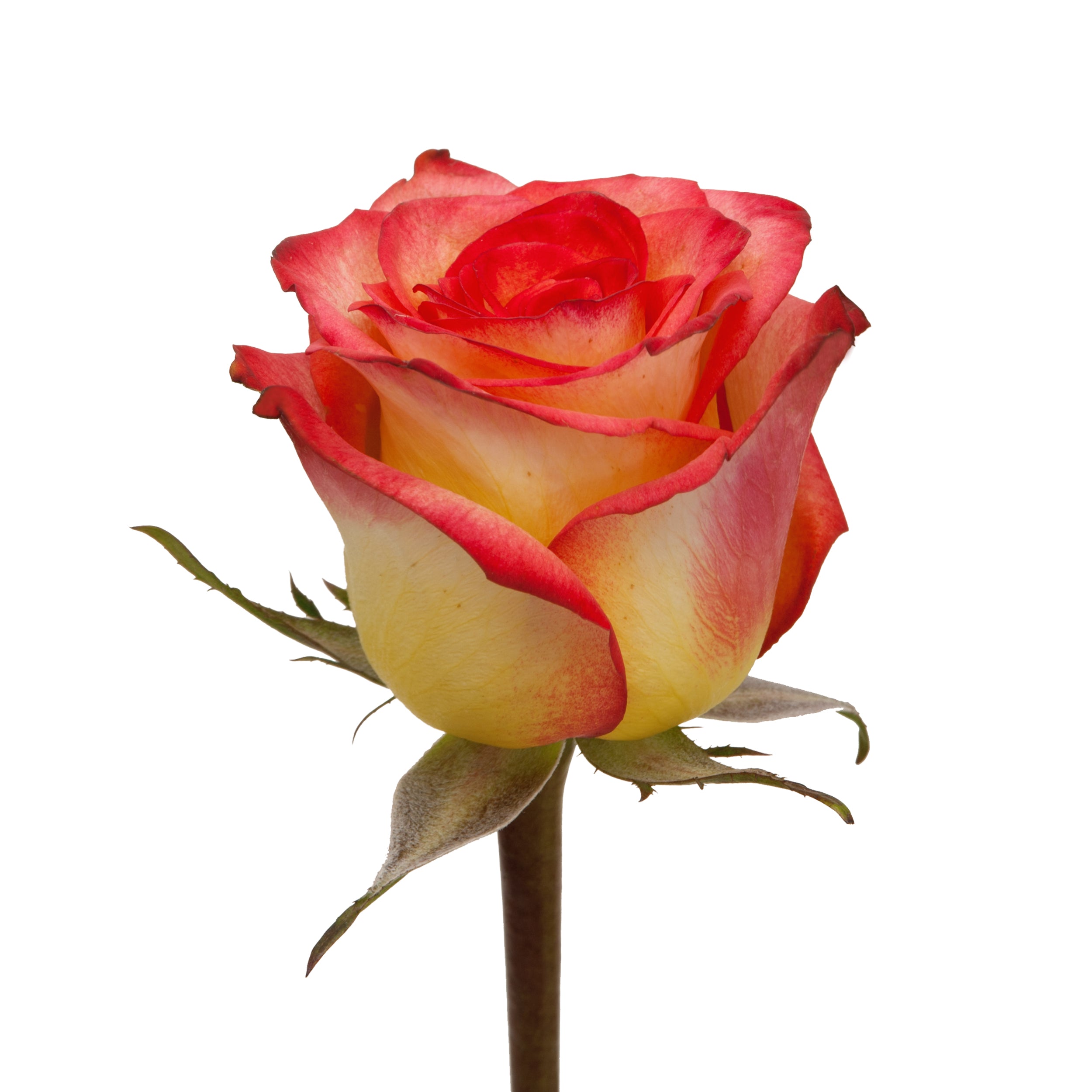 Assorted Natural Bicolor Roses | Premium Wholesale Flowers Assorted / 60 cm / 24 / 75 Stems