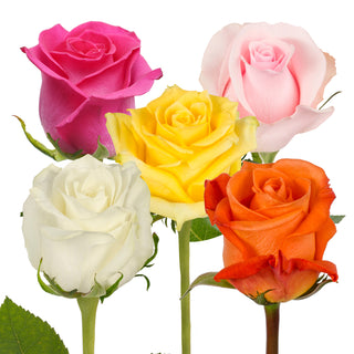 Assorted Roses - Choose From 50 to 200 Stems