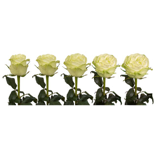 Green Roses - Choose from 25 to 200 Stems