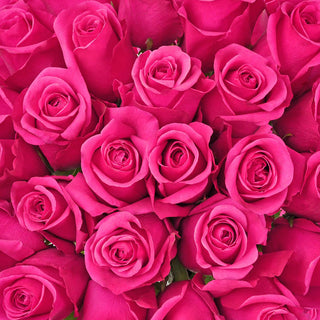 Hot Pink Roses - Choose from 25 to 200 Stems
