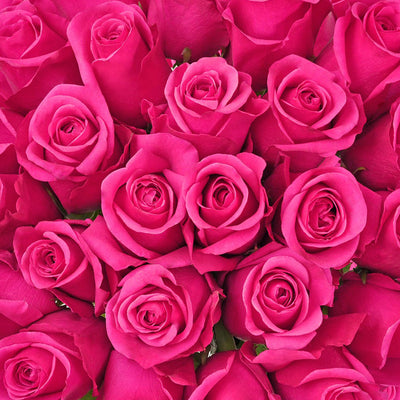 Hot Pink Premium Roses | Premium Wholesale Flowers – Bloomingmore