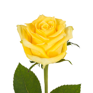 Yellow Roses - Choose from 25 to 200 Stems