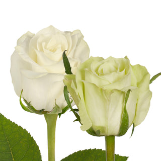 Green & White Roses