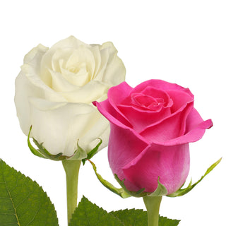 Hot Pink & White Roses - Choose from 50 to 125 Stems
