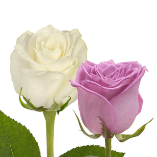 Lavender & White Roses - Choose From 50 to 125 Stems