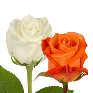 Orange & White Roses