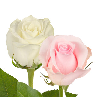Pink & White Roses - Choose From 50 to 125 Stems