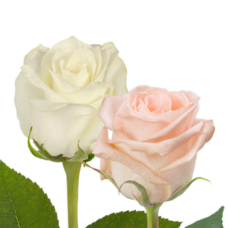 Peach & White Roses - Choose From 50 to 125 Stems