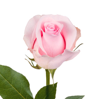 Light Pink Roses - Choose from 25 to 200 Stems