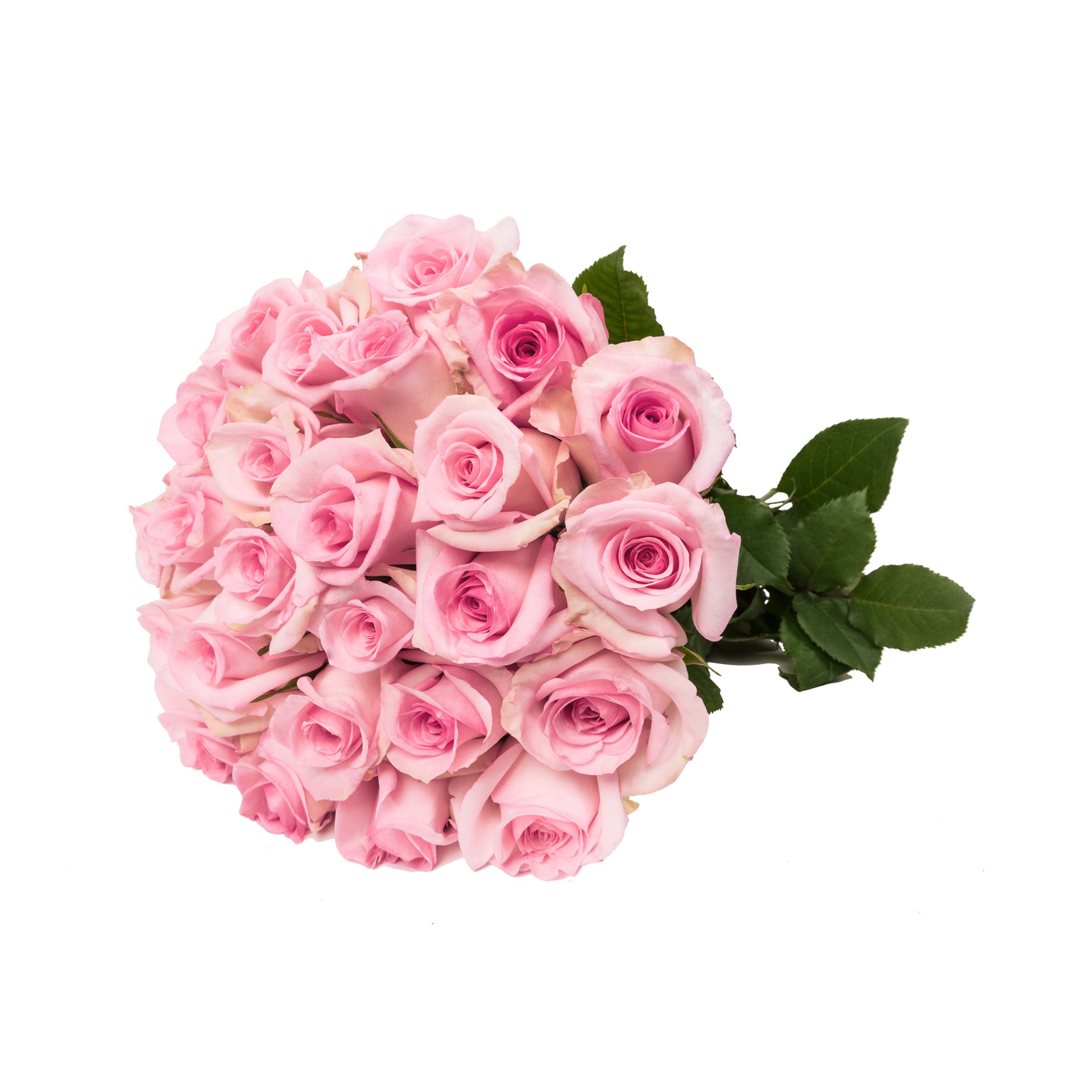 Natural Light Pink Roses - Choose from 25 to 200 Stems