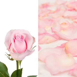 Pink Roses & Rose Petals