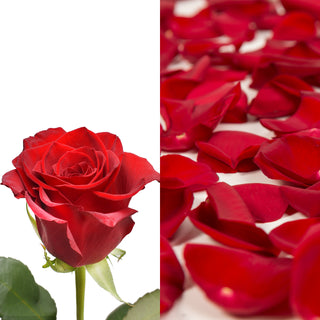 Red Roses & Rose Petals