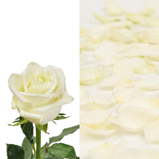 White Roses & Rose Petals