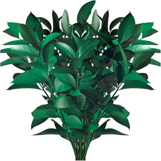 Kelly Green Painted Ruscus