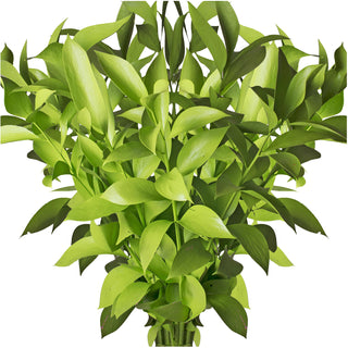Pastel Lime Green Painted Ruscus