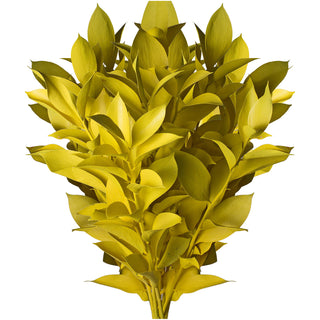Pastel Yellow Painted Ruscus