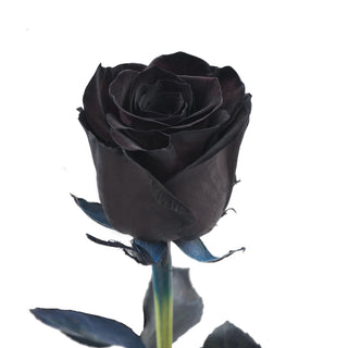 Black Tinted Roses
