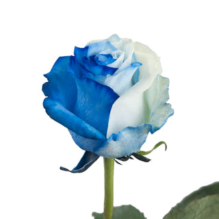Blue & White Tinted Roses