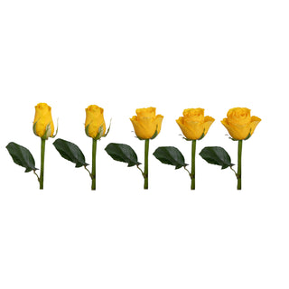 Yellow Roses - Choose from 25 to 200 Stems