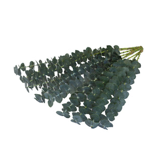 Baby Blue Eucalyptus Green flowers - fresh-cut flowers by Bloomingmore - ideal for weddings and floral events