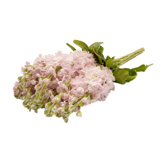 Baby Pink Stock Pink flowers - fresh-cut flowers by Bloomingmore - ideal for weddings and floral events