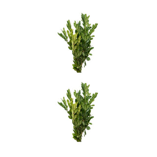 Basic Holiday combo Green flowers - fresh-cut flowers by Bloomingmore - ideal for weddings and floral events