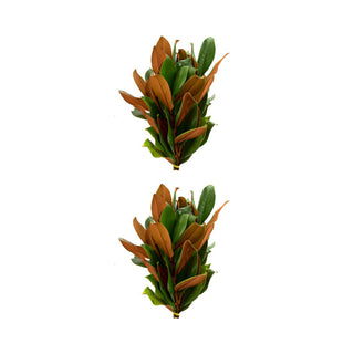 Basic Holiday combo Green flowers - fresh-cut flowers by Bloomingmore - ideal for weddings and floral events