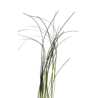 Bear Grass - 10 Bunches Green flowers - fresh-cut flowers by Bloomingmore - ideal for weddings and floral events
