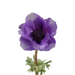Bicolor Blue Anemones Blue flowers - fresh-cut flowers by Bloomingmore - ideal for weddings and floral events