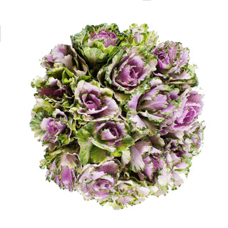 Bicolor Purple - Green Kale Purple flowers - fresh-cut flowers by Bloomingmore - ideal for weddings and floral events