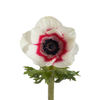 Bicolor Red Anemones Red flowers - fresh-cut flowers by Bloomingmore - ideal for weddings and floral events
