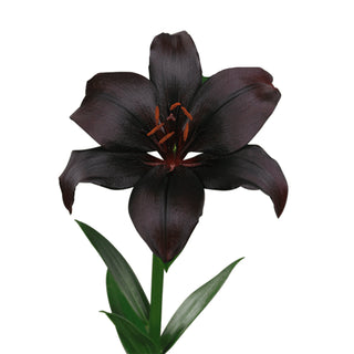 Black Charm LA Hybrid Lilies - 80 Stems Black flowers - fresh-cut flowers by Bloomingmore - ideal for weddings and floral events